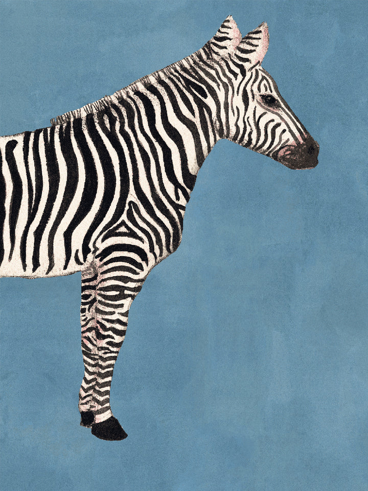 Zebra wallpaper close-up of a black-and-white zebra standing in profile