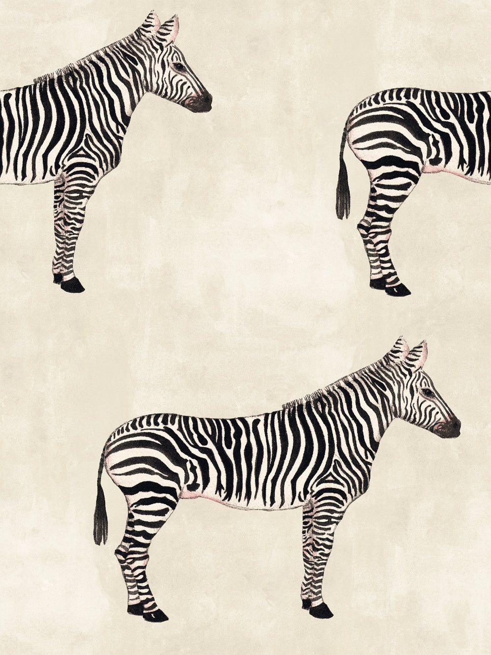 Zebra print wallpaper with multiple zebras on parchment beige background