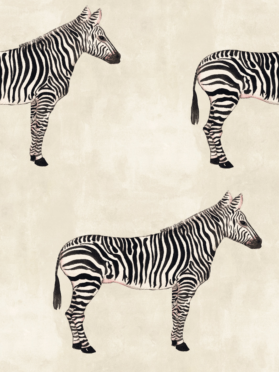 Zebra print wallpaper with multiple zebras on parchment beige background