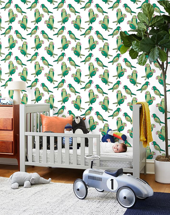 alexandrine-parakeet-green
