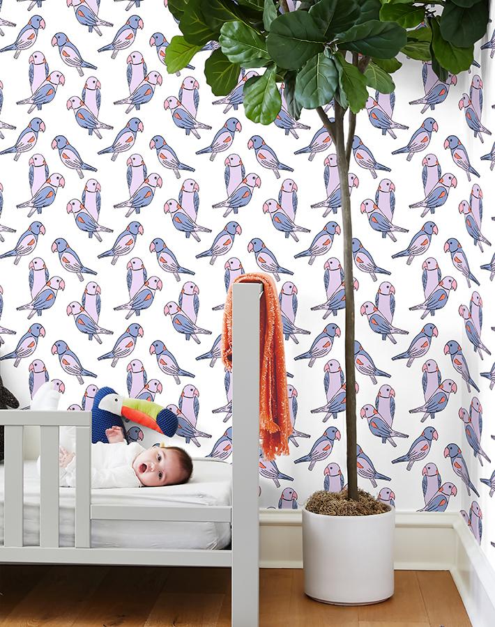 alexandrine-parakeet-lavender