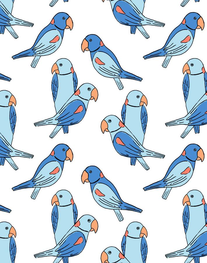 alexandrine-parakeet-blue