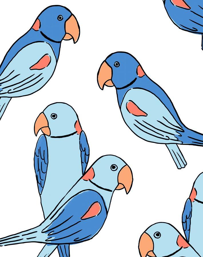 alexandrine-parakeet-blue
