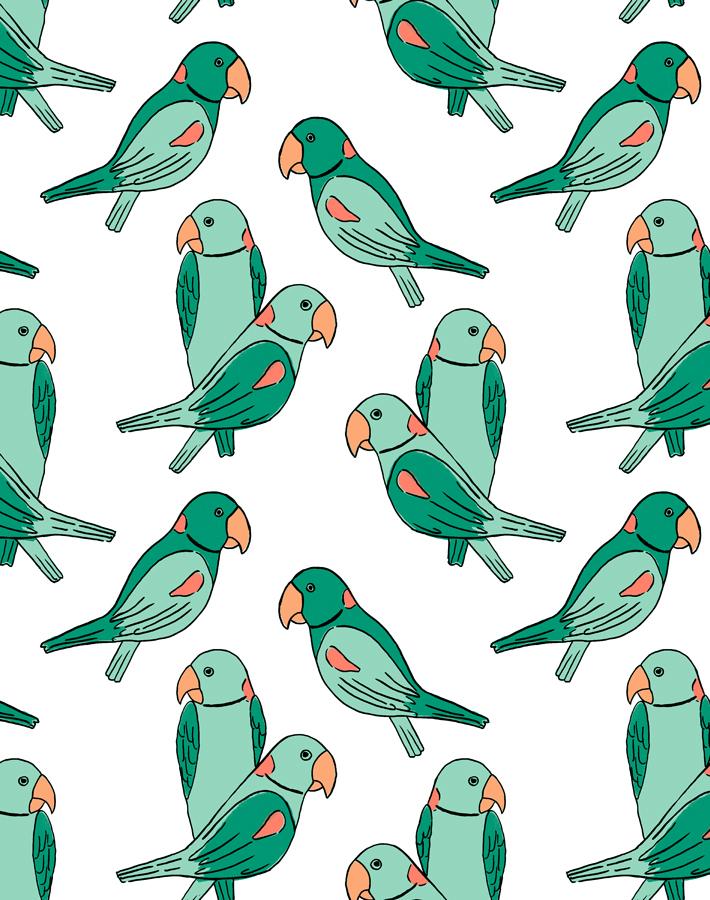 alexandrine-parakeet-caribbean