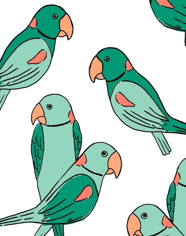 alexandrine-parakeet-caribbean