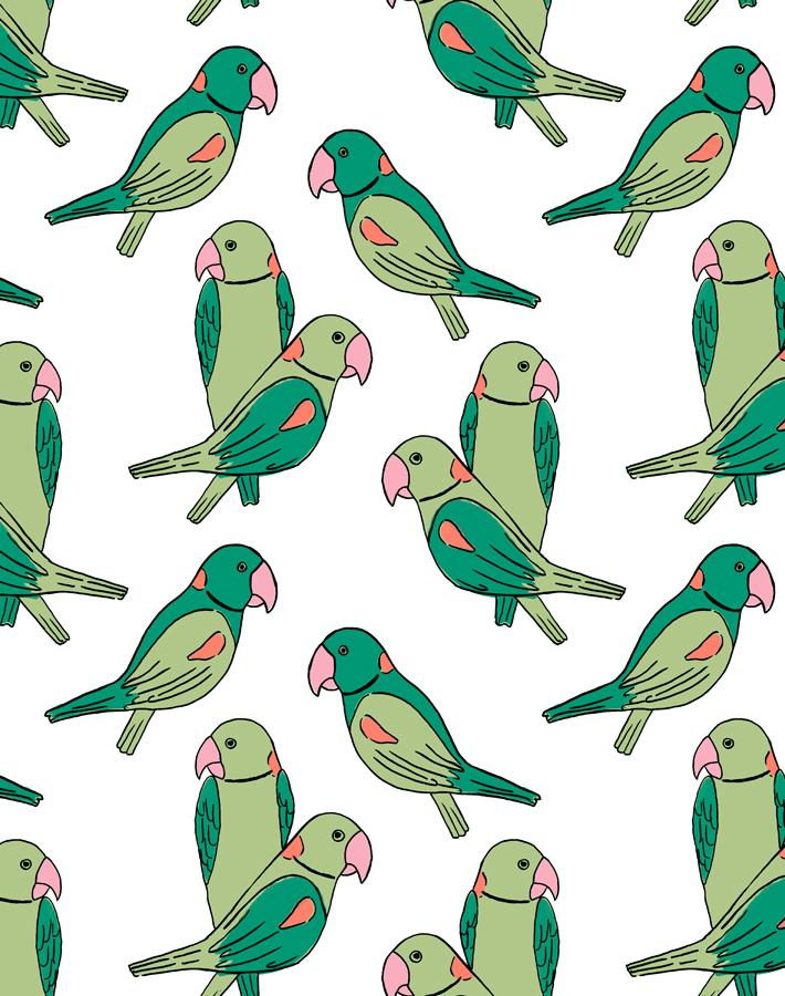 alexandrine-parakeet-green