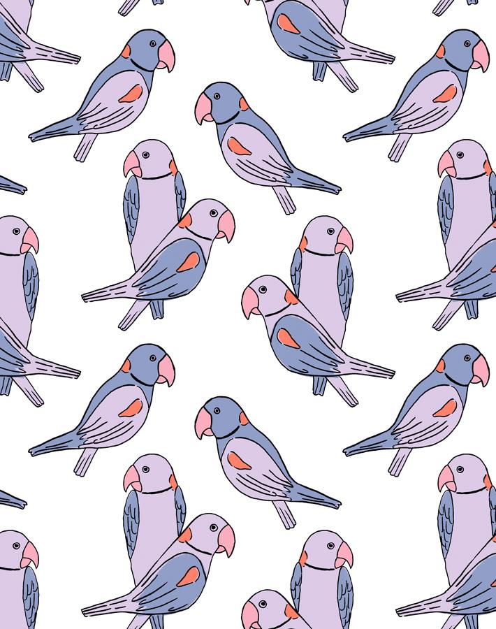 alexandrine-parakeet-lavender