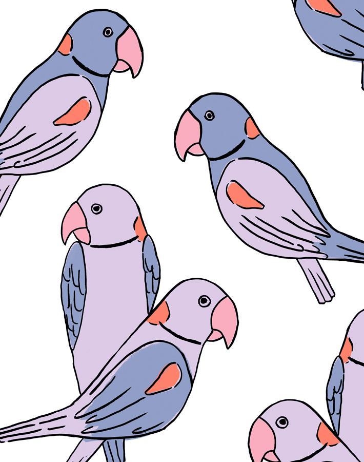 alexandrine-parakeet-lavender