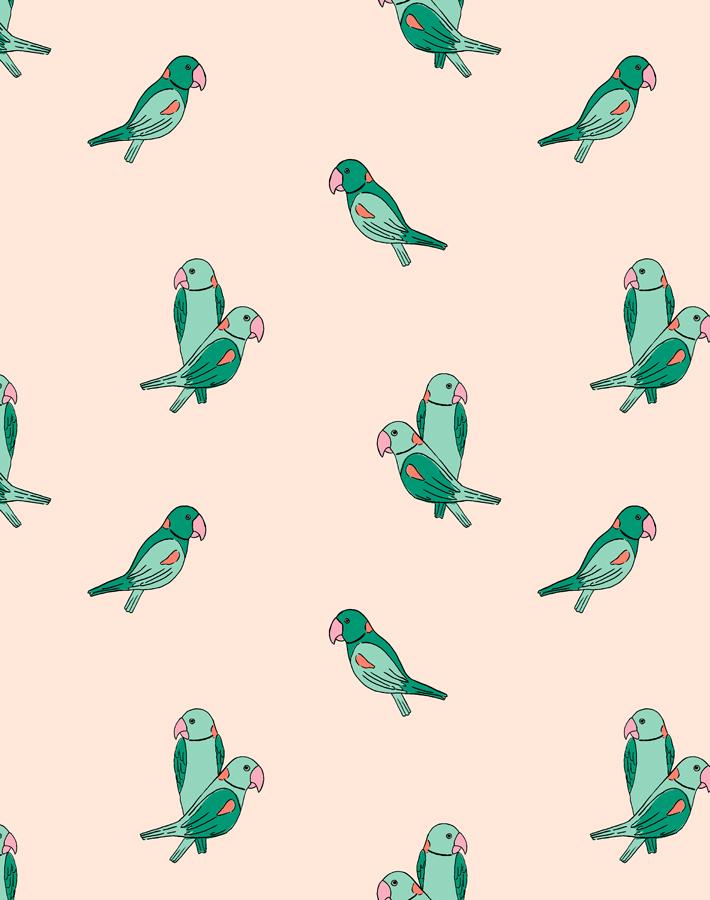 alexandrine-parakeet-small-caribbean