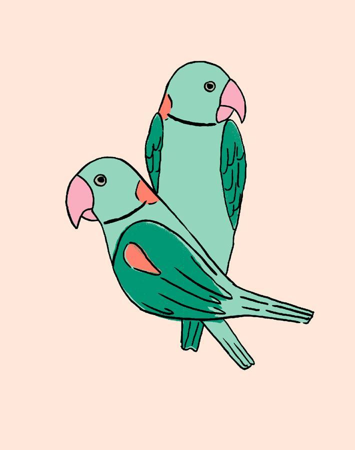 alexandrine-parakeet-small-caribbean