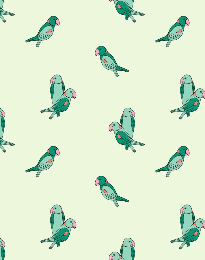 alexandrine parakeet small emerald
