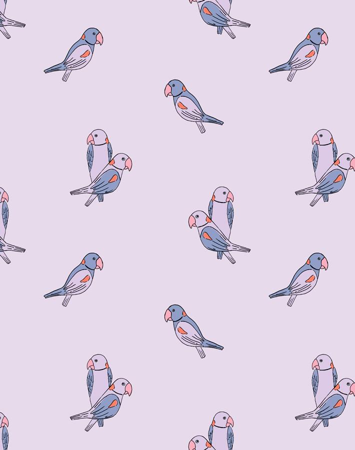 alexandrine parakeet small lavender