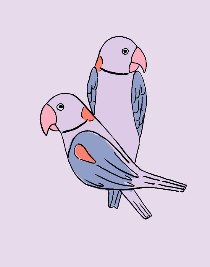 alexandrine parakeet small lavender
