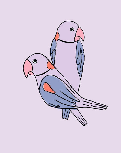 alexandrine parakeet small lavender