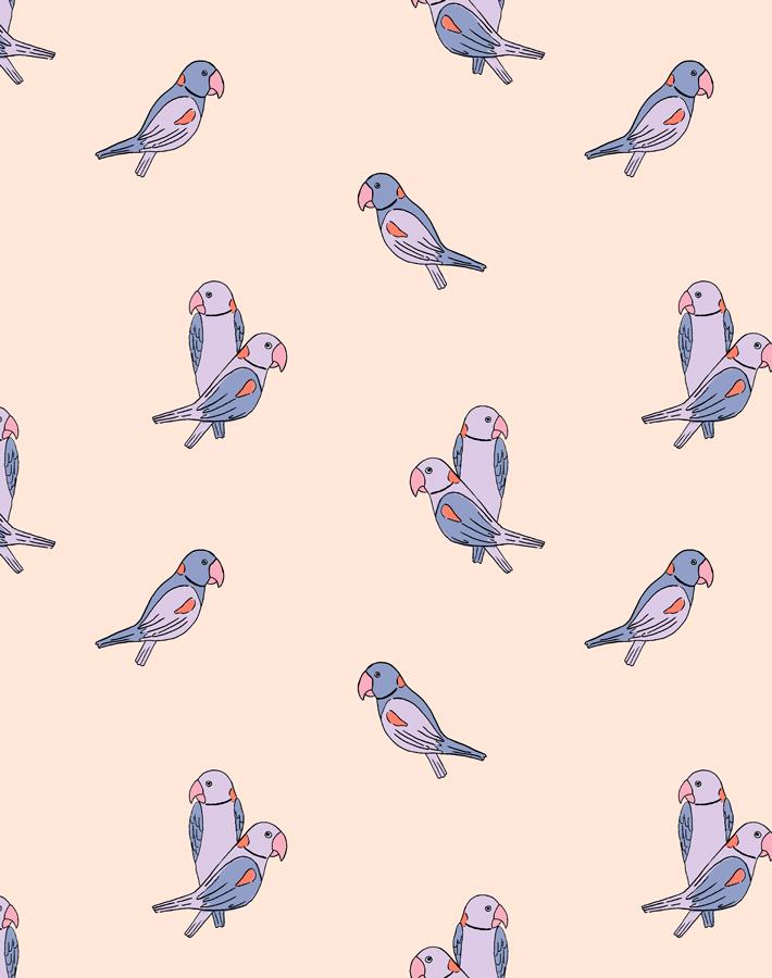 alexandrine parakeet small lilac