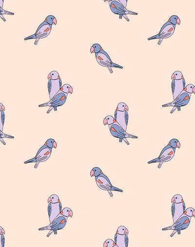 alexandrine parakeet small lilac