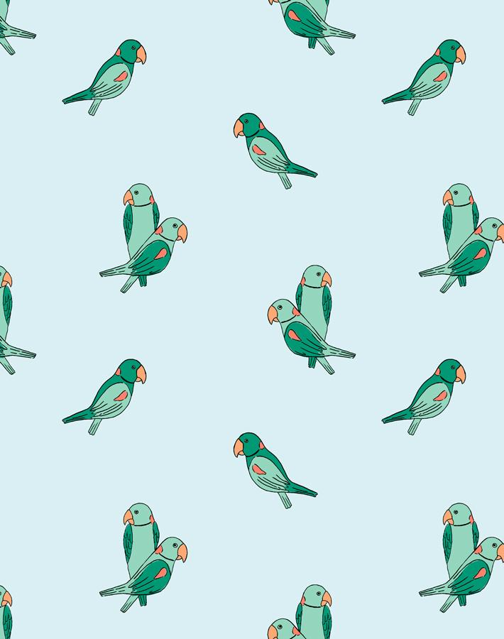 alexandrine parakeet small pale blue