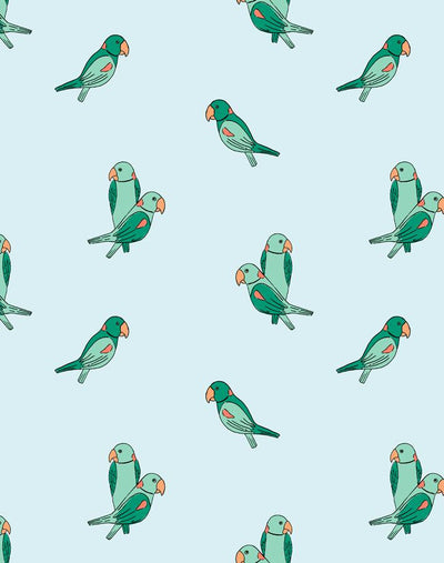 alexandrine parakeet small pale blue