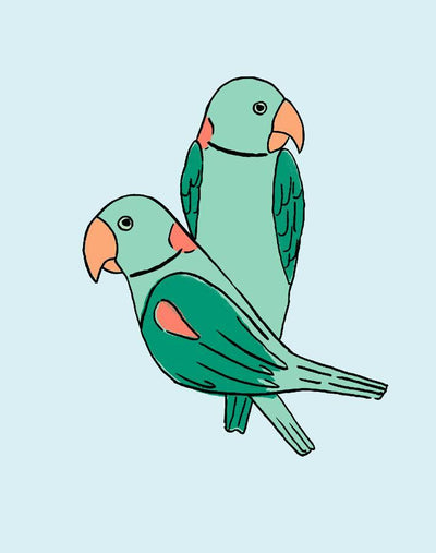 alexandrine parakeet small pale blue