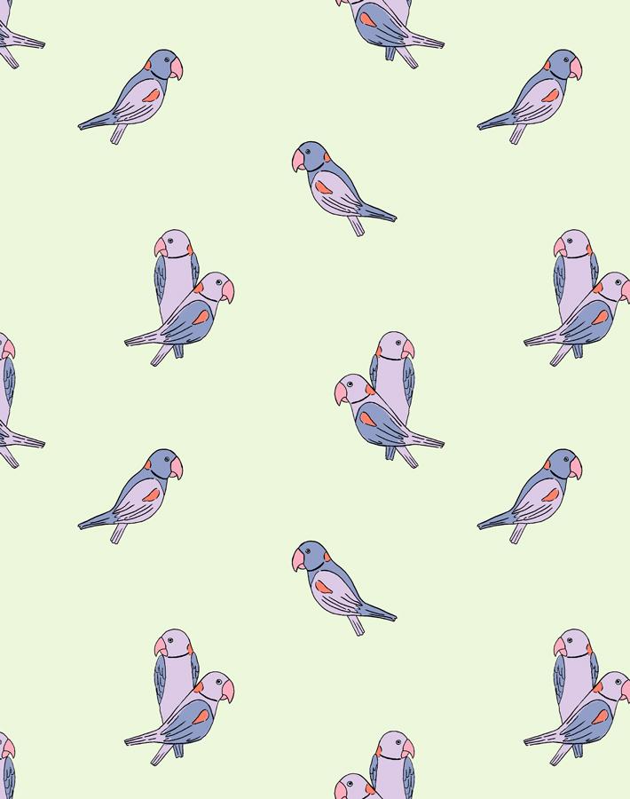 alexandrine-parakeet-small-pistachio