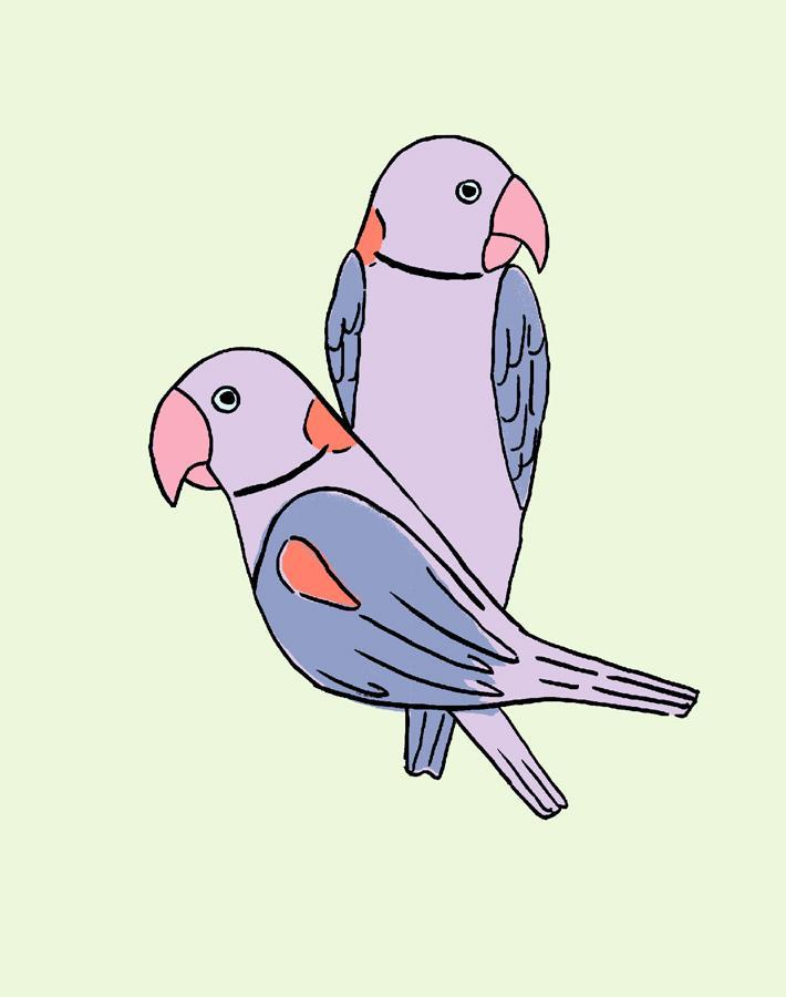 alexandrine-parakeet-small-pistachio