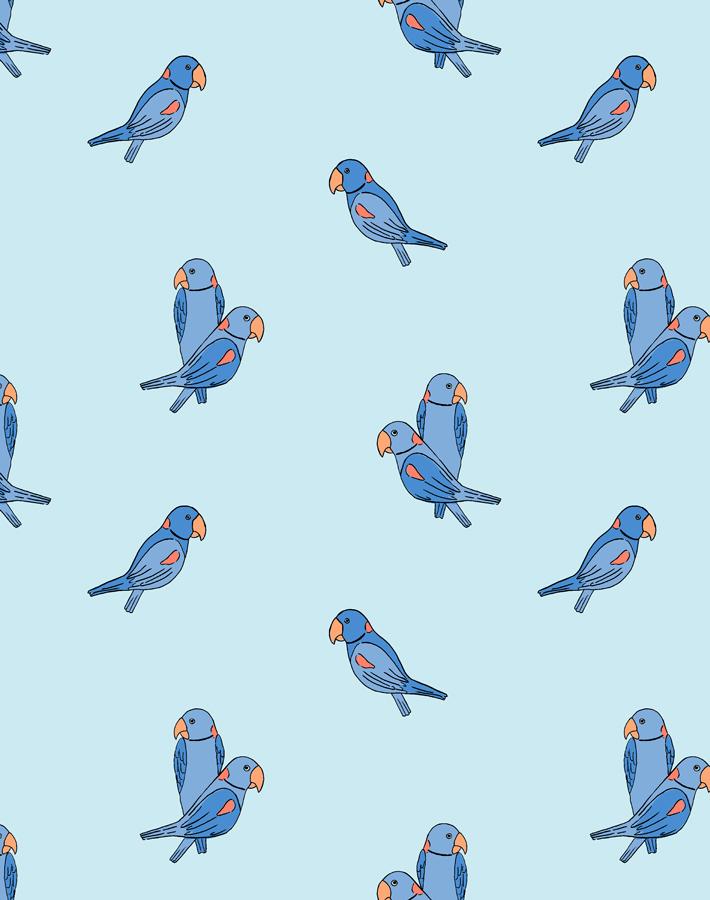 alexandrine parakeet small sky