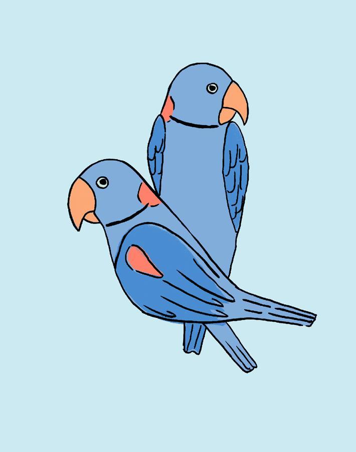 alexandrine-parakeet-small-sky