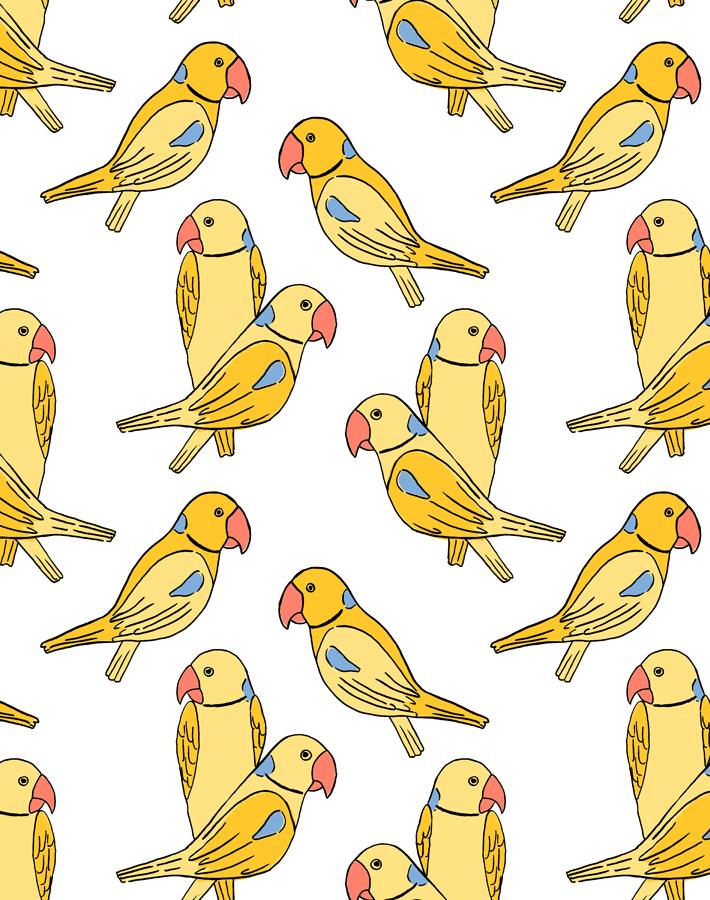 alexandrine parakeet yellow