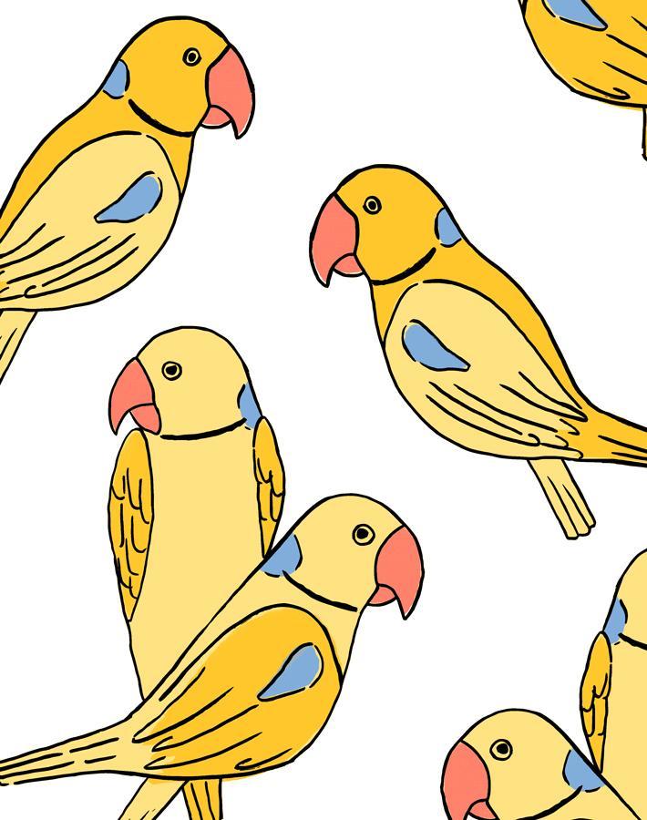 alexandrine-parakeet-yellow