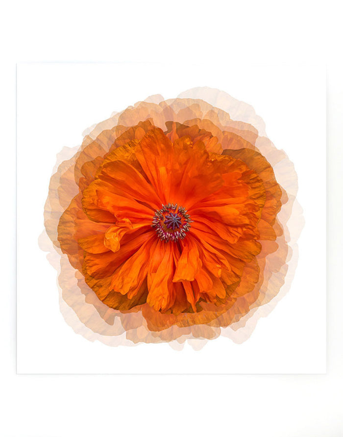 'Amber Peony' Acrylic Art by Nathan Turner