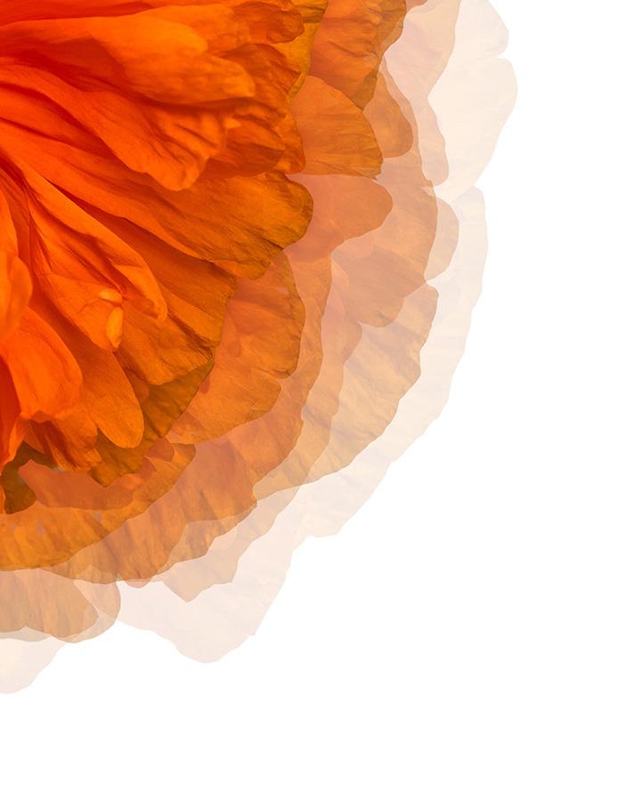 Artshoppe Amber Peony on Acrylic by Nathan Turner