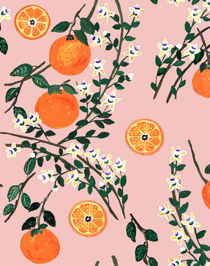 arance-dolci-pink-wallpaper-by-carly-beck