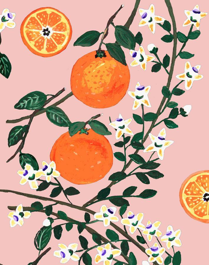 arance-dolci-pink-wallpaper-by-carly-beck