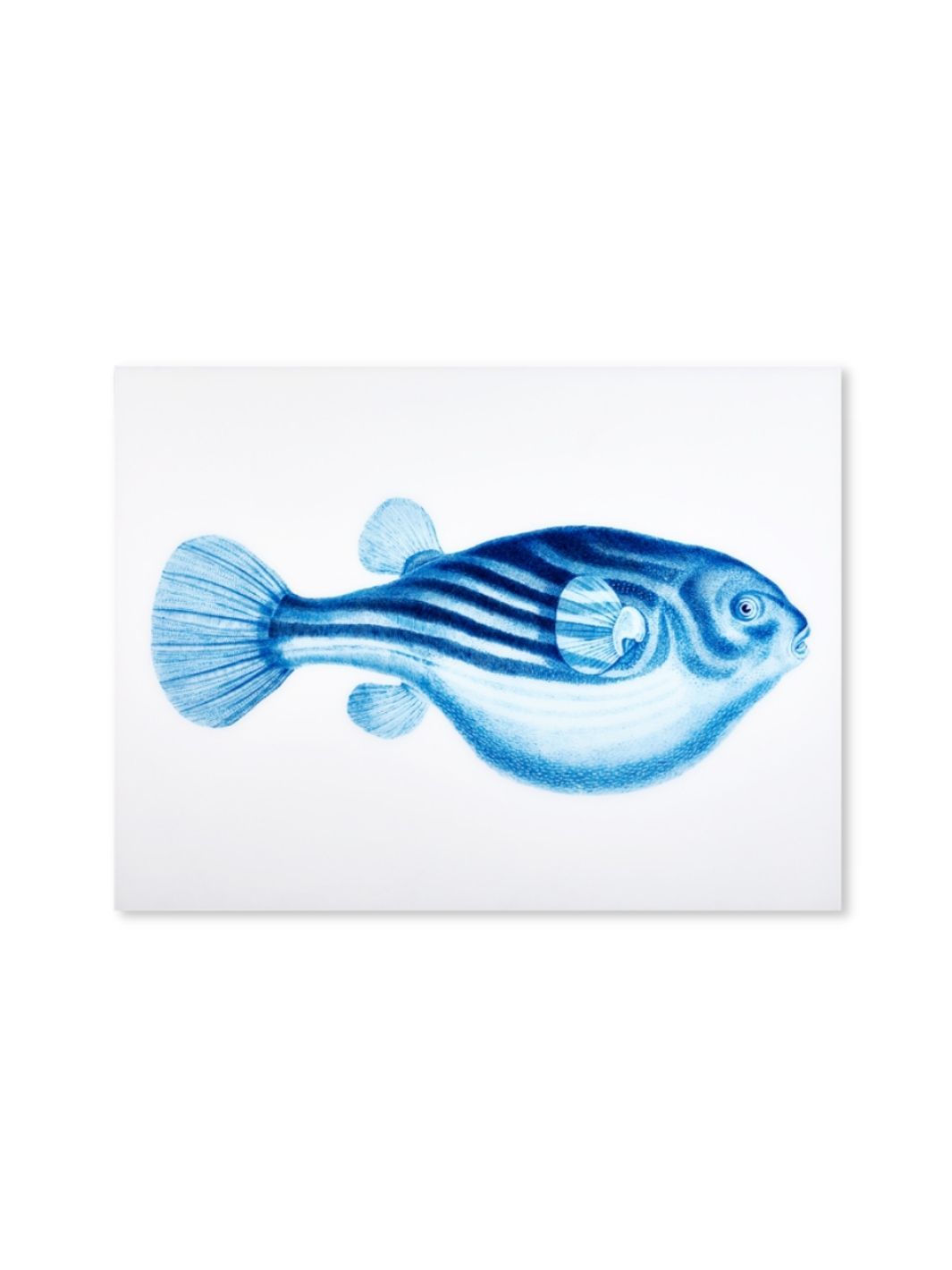 'Blowfish' on Acrylic Art