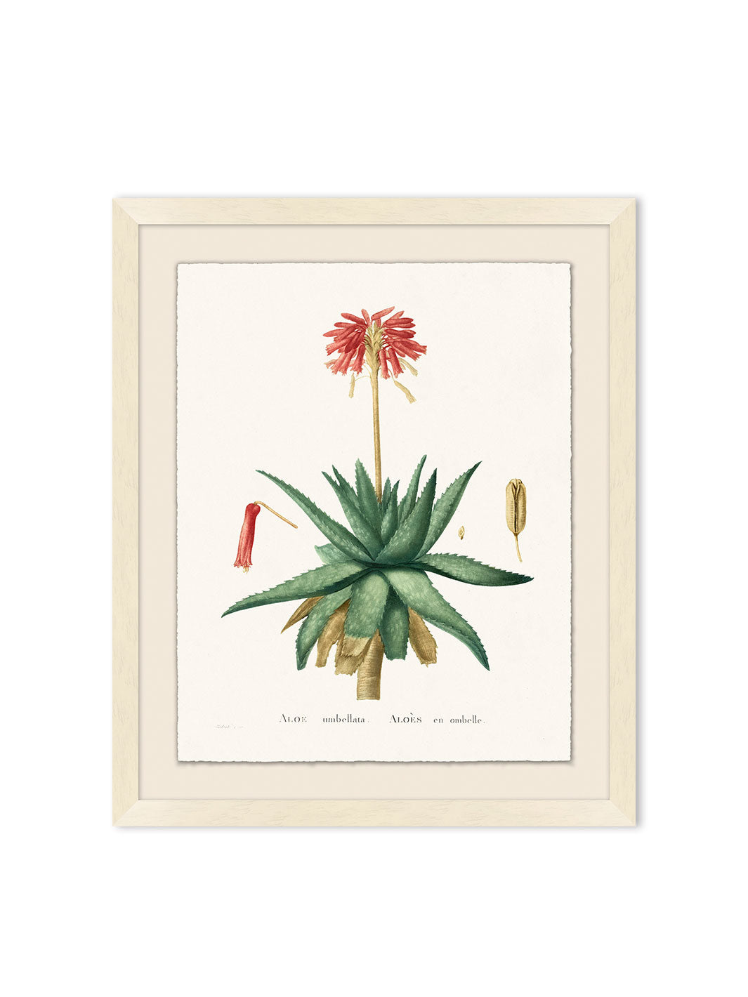 'Blooming Cacti 1' by Nathan Turner Framed Art