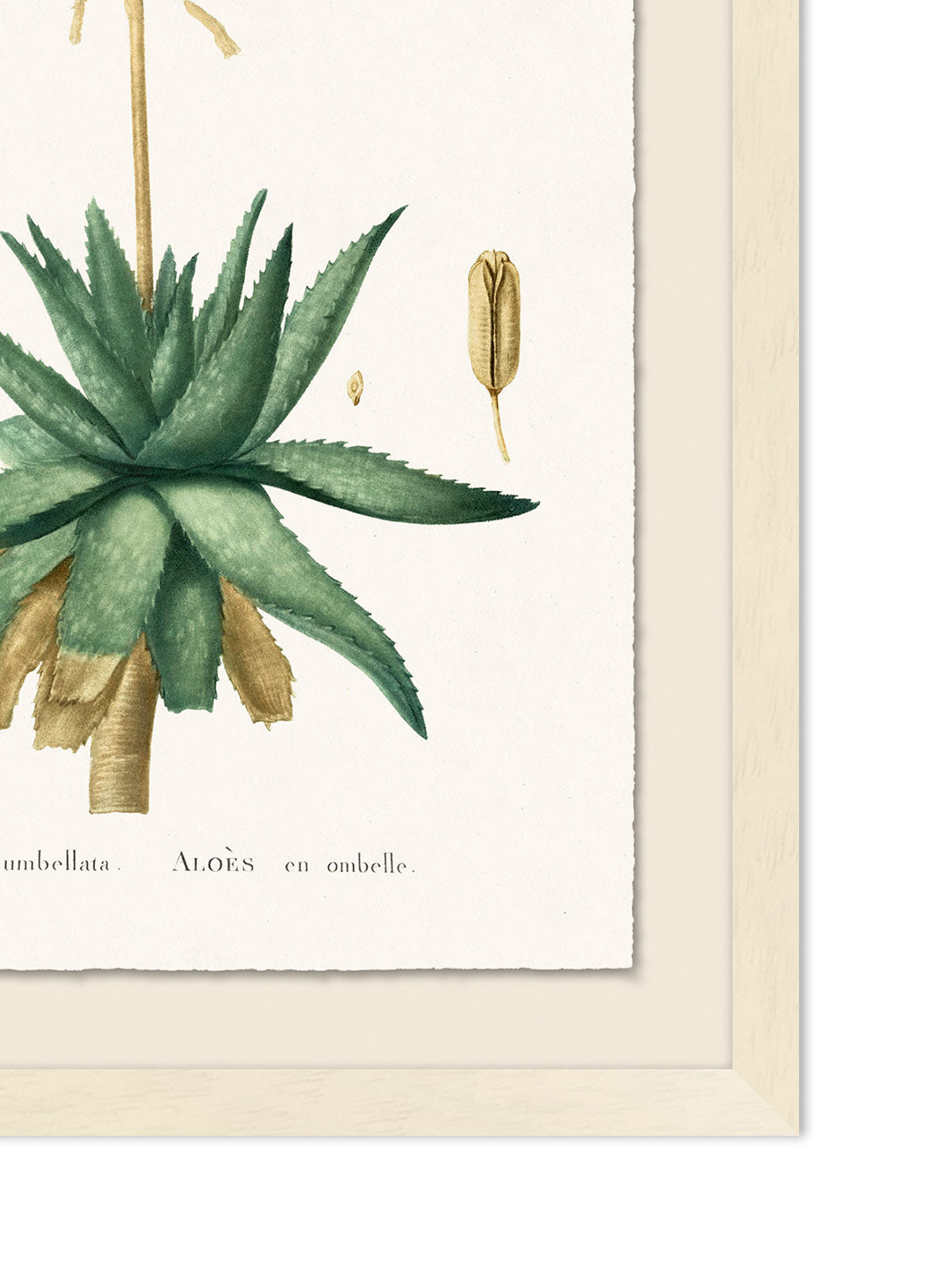 'Blooming Cacti 1' by Nathan Turner Framed Art