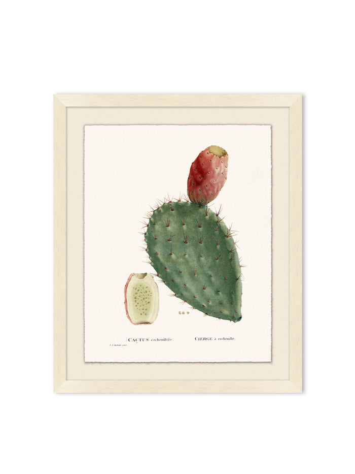 'Blooming Cacti 2' by Nathan Turner Framed Art