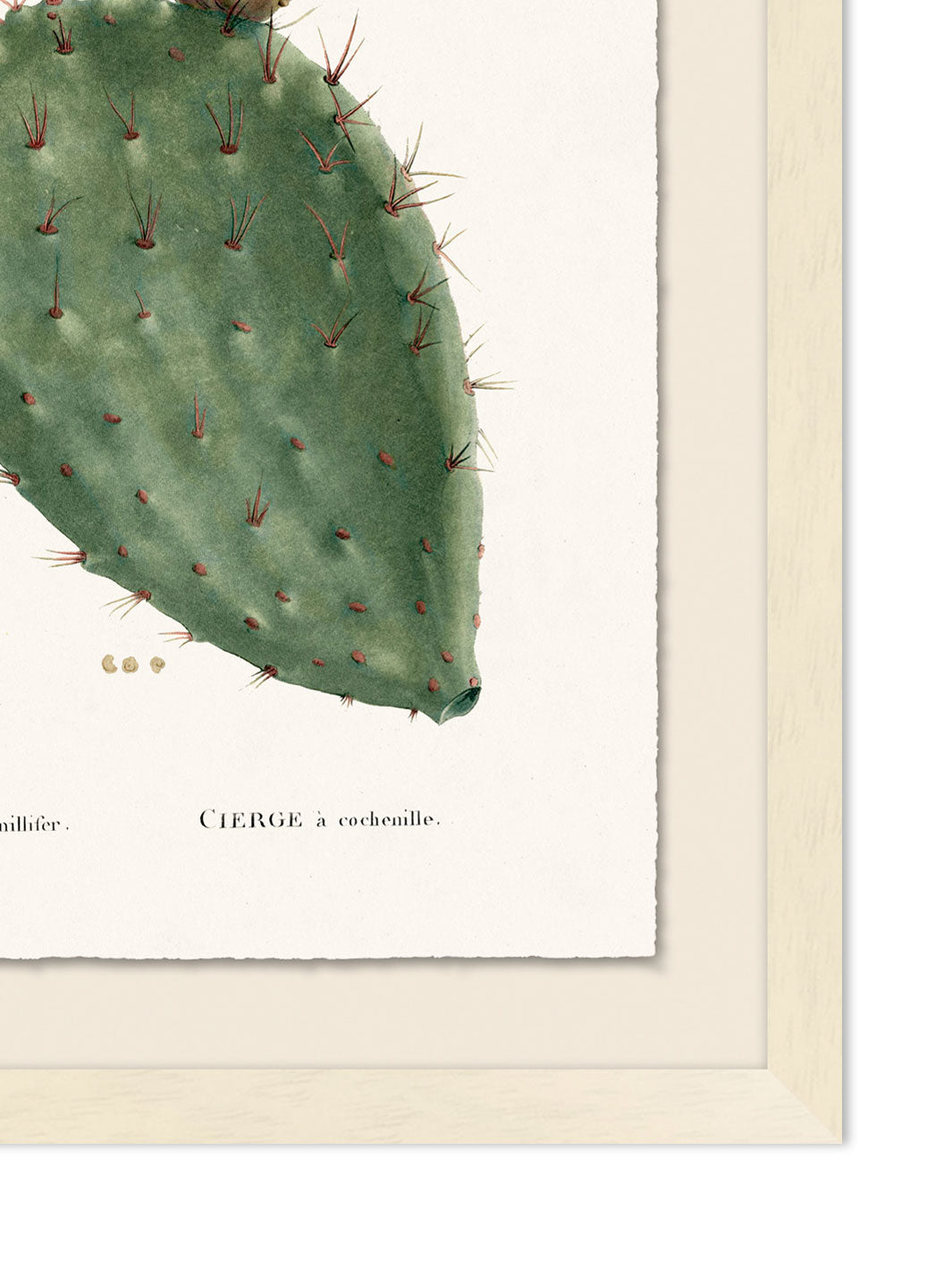 'Blooming Cacti 2' by Nathan Turner Framed Art