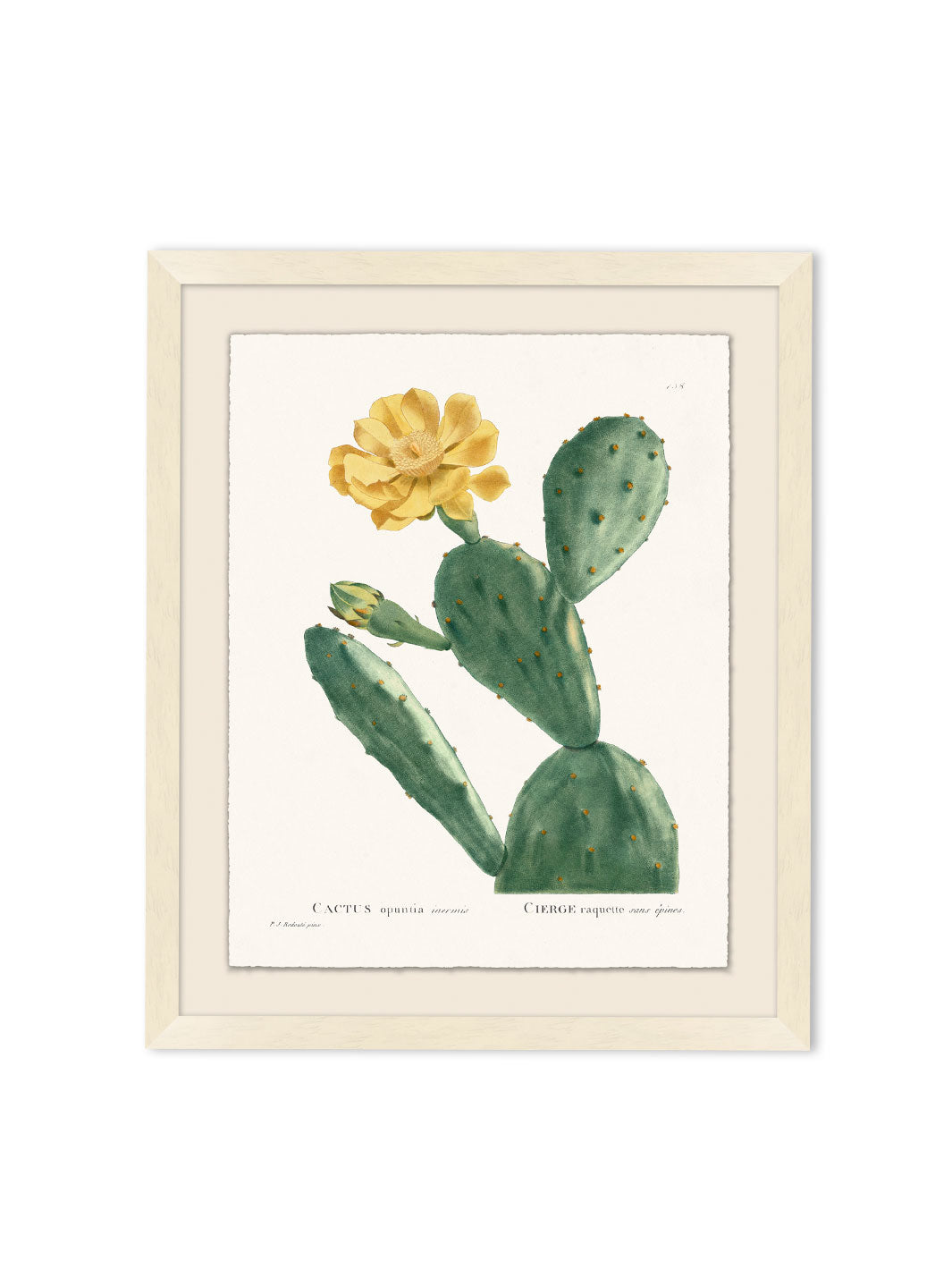 'Blooming Cacti 3' by Nathan Turner Framed Art