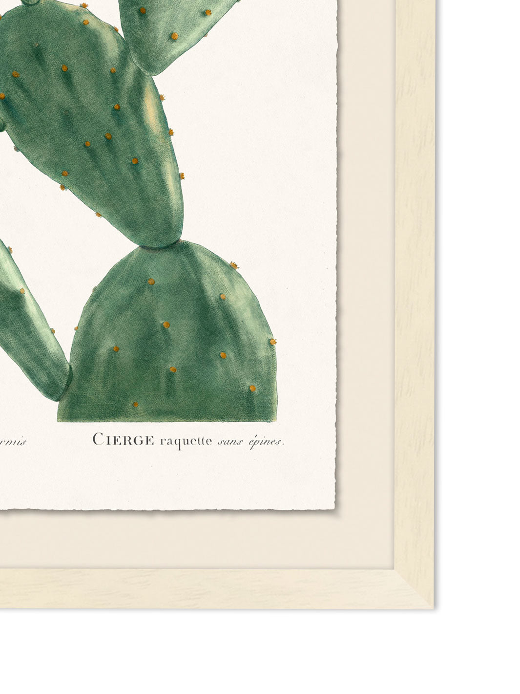 'Blooming Cacti 3' by Nathan Turner Framed Art