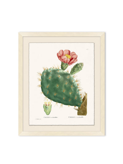 'Blooming Cacti 4' by Nathan Turner Framed Art