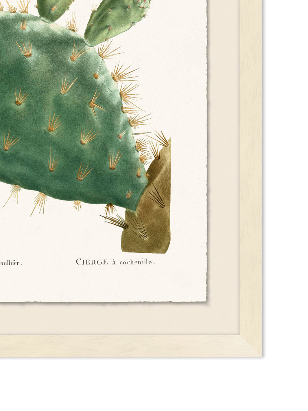 'Blooming Cacti 4' by Nathan Turner Framed Art