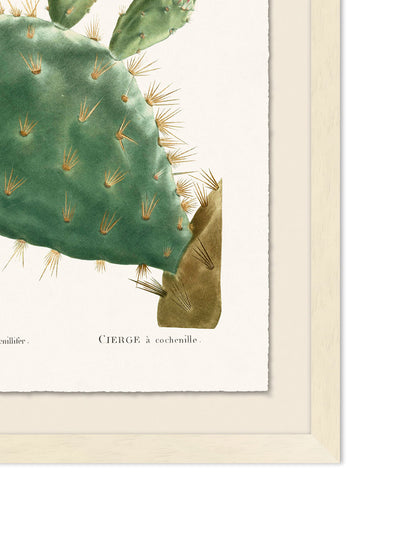 'Blooming Cacti 4' by Nathan Turner Framed Art
