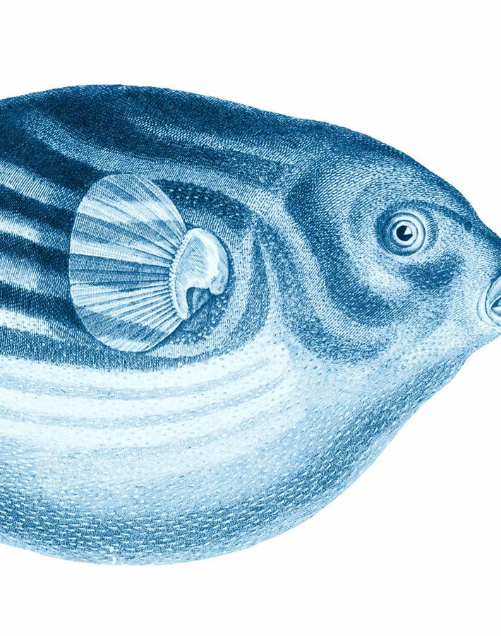 'Blowfish' Wallpaper by Wallshoppe - Blue
