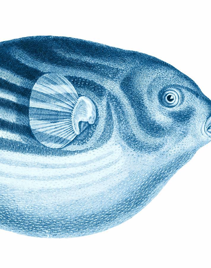 Blue blowfish shop