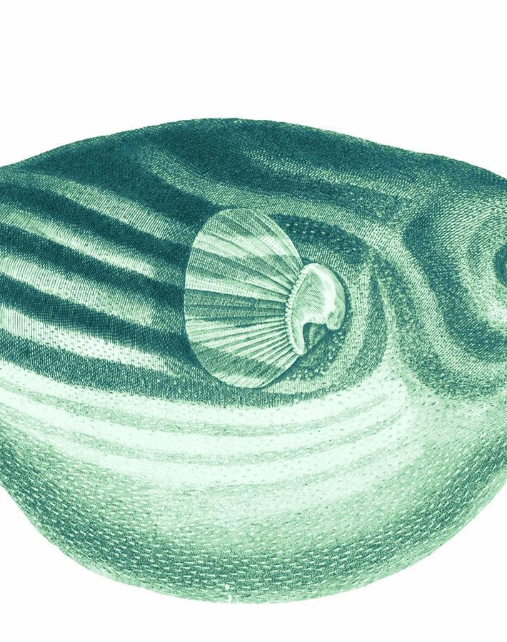 Green blowfish sale