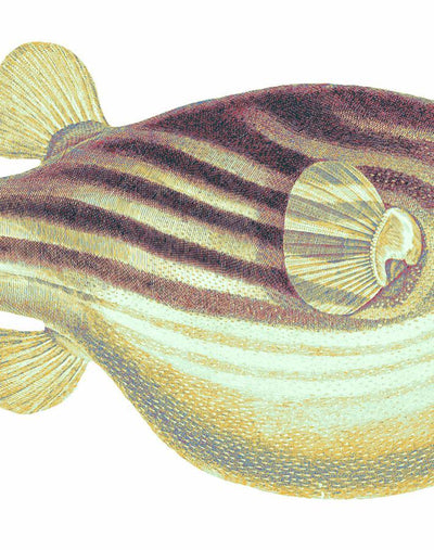 blowfish multi