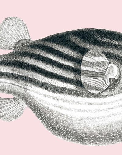 blowfish shell