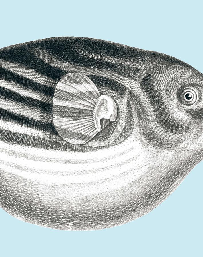 blowfish sky