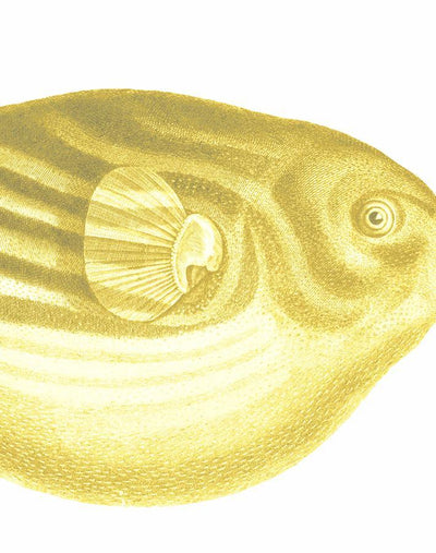 'Blowfish' Wallpaper by Wallshoppe - Yellow